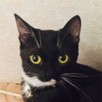 В районе улицы Паэ потерялась кошка черно-белого окраса